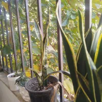 ملک فروشی مسکن مهر الازمن