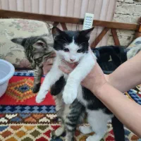 واگذاری بچه گربه رایگان
