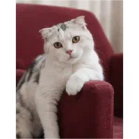 گربه اسکاتیش فولد ماده کالیکو