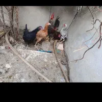 تعدادی مرغ ویک خروس بفروش می‌رسد|حیوانات مزرعه|فهرج, |دیوار