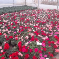 فروش عمده گل های فصلی و داعمی