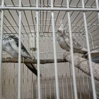 جفت عروس هلندی|پرنده|تهران, نازی‌آباد|دیوار