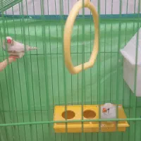 یک جفت فنچ سالم سرحال خوشگل|پرنده|قزوین, |دیوار