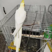 عروس هلندی نر لوتینو سخنگو