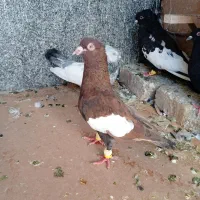 کبوترسرک تافتی|پرنده|شیراز, نیستان|دیوار