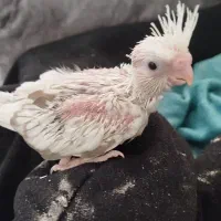 طوطی عروس هلندی