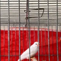 فنج سهره ،گلبسر