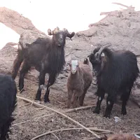 دوعددبزویککره|حیوانات مزرعه|ریگان, |دیوار