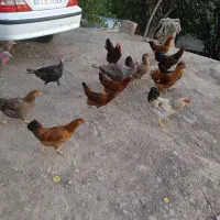 مرغ وخروس و بوقلمون