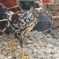 خروس دورگه  لاری افغانی