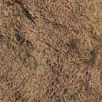 گیاه دارویی هوفاریغون|خوردنی و آشامیدنی|انزل, |دیوار