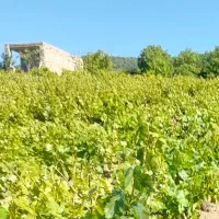 برگ انگور تازه و نازک