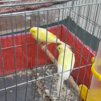 قناری جفت خورده و قناری ماده آماده|پرنده|کرج, اسلامآباد|دیوار