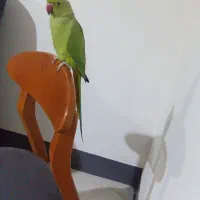 طوطی ملنگو جوان.نر.سخنگو