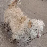 سگ پاکوتاه 17 ماهه