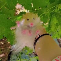 تعدادی همستر سوری تمیز و دستی|موش و خرگوش|شیراز, میانرود|دیوار