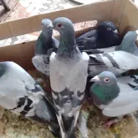 کبوتر شهرستانی طوقی وسرورو....|پرنده|بومهن, |دیوار