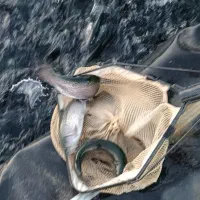 فروش ماهی قزل الا