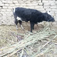 گوساله ماده معاوضه با گوساله نر|حیوانات مزرعه|سراوان, |دیوار