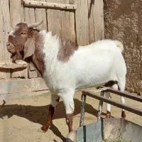 نر بز افغانی