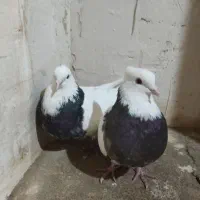 کفتر|پرنده|کنگاور, |دیوار