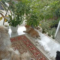 واگذاری میکس امپریال و پامر|سگ|شیرود, |دیوار