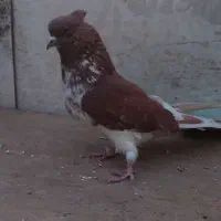 کفتر گرگی نر|پرنده|اسلام‌شهر, شهرک واوان|دیوار