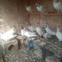 کبوتر فروشی