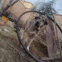 سگ لاس پژدر