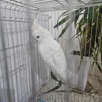 کاکادو معاوضه کاسکو|پرنده|شیراز, شهرک فرزانگان|دیوار