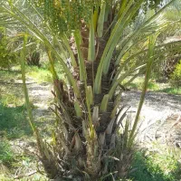 پاجوش نخل زاهدی سفید درست قصب