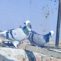 فروشی ۳عدد کبوتر شکار|پرنده|بناب, |دیوار