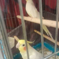 عروس هلندی مولد