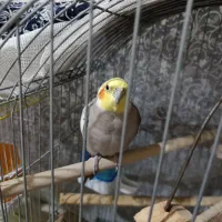 فروش عروس هلندی نرو ماده|پرنده|ری, ظهیرآباد|دیوار