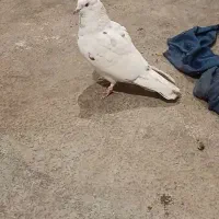 گمشده(کبوتر گمشده)