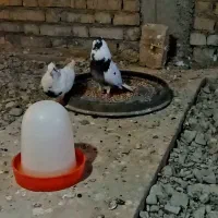 کبوتر شاپر