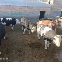 گوساله چاق