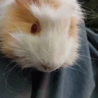 خوکچه هندی|موش و خرگوش|تهران, جنت‌آباد شمالی|دیوار