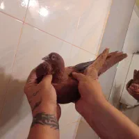 کفترکبوترپرنده|پرنده|تهران, سلسبیل شمالی|دیوار