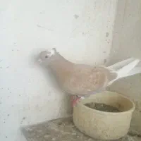 کبوتر ماده شازده زرد