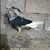 کبوتر جوجه کوهی دمسفید چاپدار