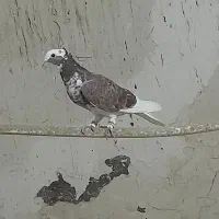 کفتر|پرنده|اسدآباد, |دیوار