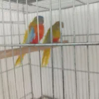 نئوفما تعویض با فنچ طوطی وارگلو بریده سفیدالماسی|پرنده|جوادآباد, |دیوار