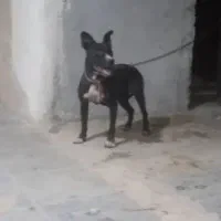 سگ پیتبول ماده واگذاری