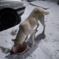 سگ ماده سرابی 6ماهه