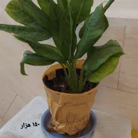 تشک رویال تک نفره. گل طبیعی. بالش کتابخانه. کیف