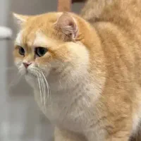 نگه داری از گربه به مدت ۶ ماه
