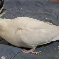 گمشده|حیوانات|زاهدان, |دیوار