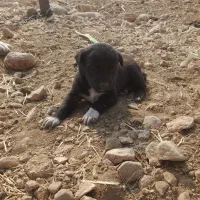 ۲ عدد شاه توله ماده سرابی|سگ|اسلامآباد غرب, |دیوار