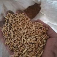 فروش گندم مناسب طیور